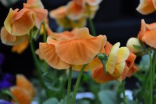 DSC_0534.jpg