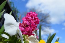 DSC_0260.jpg