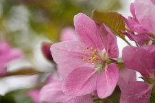 crabapple flowers.jpg