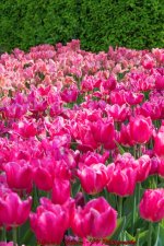 Pink Roses at Gage Park.jpg