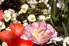 Bee Site Photo.jpg