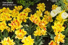 Flower 3 pic .jpg