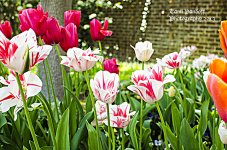 Flower 6 pic .jpg
