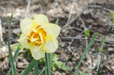 Flower Pic 1 site .jpg