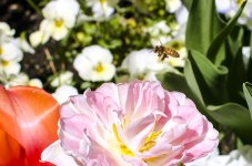 Bee.jpg