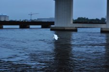 DSC_0009.jpg