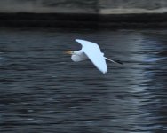 DSC_0008.jpg