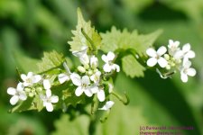 132 White Flower-130512_1.jpg