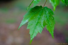 DSC_6845.jpg