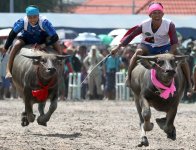 buffalo2.jpg