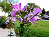 DSCN8929.jpg