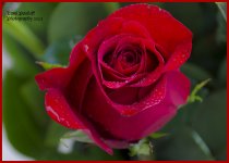 Rose 1 pic .jpg