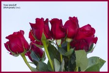 Roses & Sky Pic .jpg