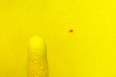 Day132PinkBug.jpg