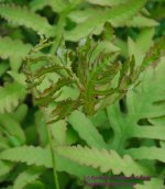 133 Fern-130513_1.jpg