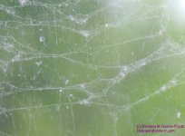 133 Spider Web-130513_1.jpg