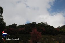 doipui21.jpg