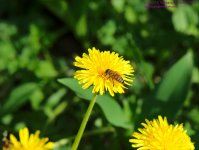 134 Dandelion with Bee-130514_1.jpg