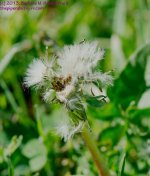 134 Dandelion Puff-130514_1.jpg