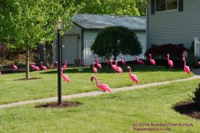 134 Flamingos-130514_1.jpg