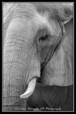 Elephant Eye B&W.jpg