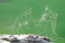 135 Spider Web-130515-01_1.jpg