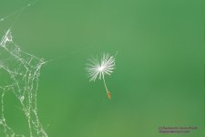 135 Spider Web-130515-02_1.jpg