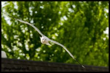 Day135Seagull.jpg