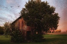 wood shed1200.jpg