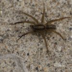 Spider site pic.jpg