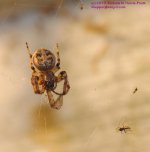 135 Spider-130515_1.jpg