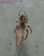 135 Spider and Moth-130515_1.jpg