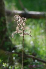 136 Goldenrod, Dried-130516-01_1.jpg