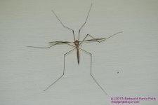 136 Mosquito-130516_1.jpg