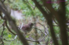 136 Bird in Bush-130516_1.jpg 136 Bird in Bush-130516_1.jpg