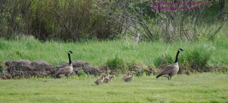 137 Geese-130517-03_1.jpg