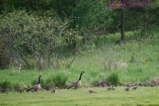 137 Geese-130517-04_1.jpg