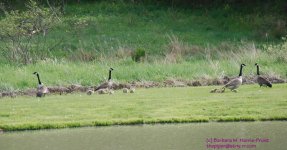 137 Geese-130517-05_1.jpg
