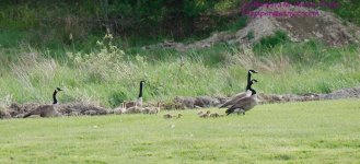 137 Geese-130517-08_1.jpg