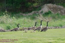 137 Geese-130517-09_1.jpg