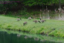 138 Geese-130518-03_1.jpg