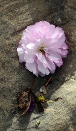 Purple Flower in the crook of a stone..jpg