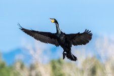 CormorantFlight-400.jpg