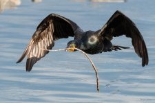 CormorantFlight-401.jpg