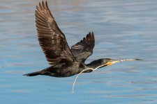 CormorantFlight-402.jpg