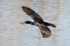 CormorantFlight-403.jpg