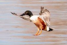 Shoveler-445.jpg