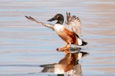 Shoveler-446.jpg
