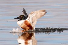 Shoveler-447.jpg