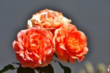 _ROY1685_00001.jpg